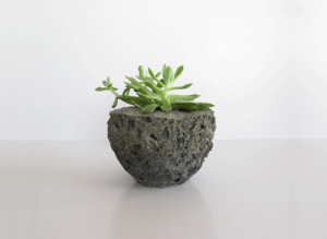 A plant on a piece of LightStone.