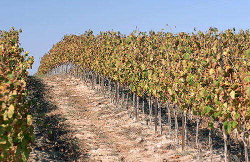 A Tour of Israel’s Boutique Vineyards and Wineries